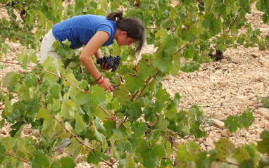 Elena Pacheco vendimiando