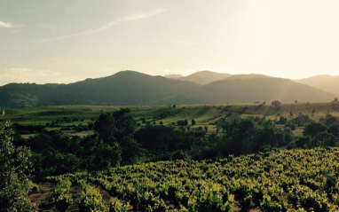 Viñedo en Valtuille de Abajo