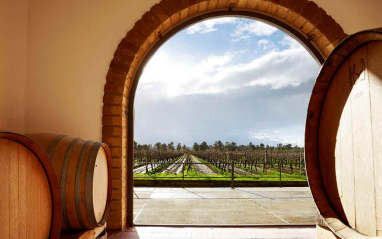 Vista del viñedo desde la sala de crianza Vista del viñedo desde la sala de crianza
