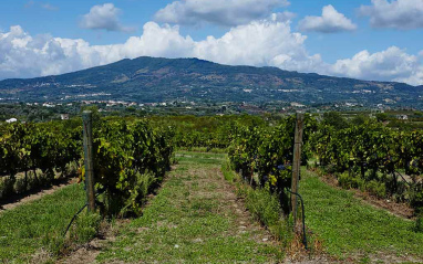 Viñedos en espaldera Viñedos en espaldera
