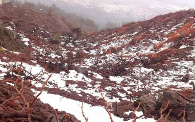 Nieve en el viñedo