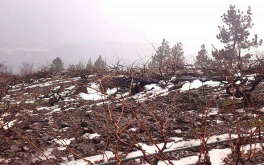 Viñedos nevados