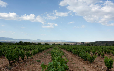 Viñas familiares en Navarrete para su vino El Pedal