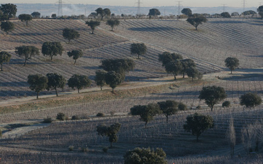 Viñedo en invierno