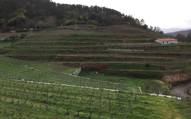 Panorámica de la Viña da Cal