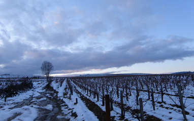 Viñas nevadas en invierno 