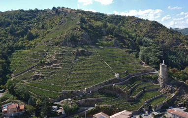 Panorámica de viñedos