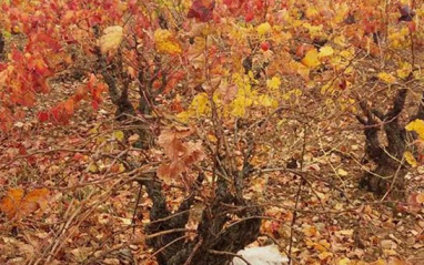 Otoño en el viñedo