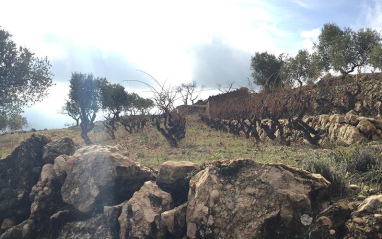 Viñedo en San Juan del Codolar