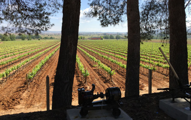 Vistas del viñedo desde la bodega