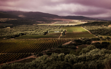 Viñedos en la Rioja Alta