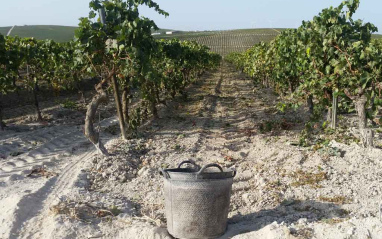 Cepas sobre suelos de albariza