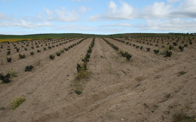 Viñedos Bodegas Ziries