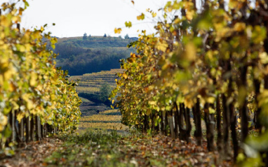 Viñas en espaldera en una tenuta de Bodegas Zuccolo