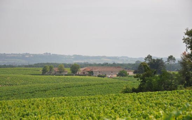 Panorámica del viñedo