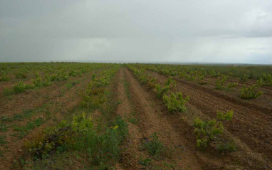 Vista de las cepas