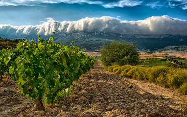 Viñedo de Bodegas Palacio