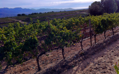 Viñedo de la finca Malaveïna 