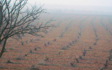 La finca en un día de niebla