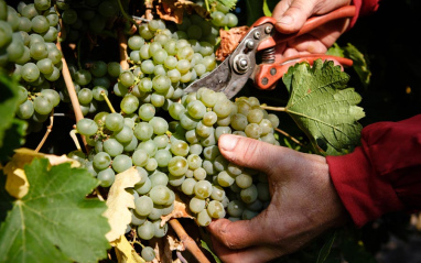 Vendimia de la Verdejo