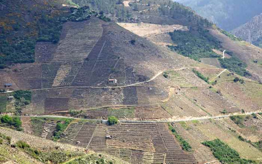 Vista general del viñedo