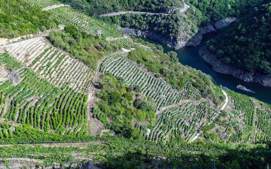 Vista de Viñedo