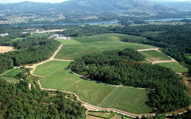 Vista aérea de los viñedos