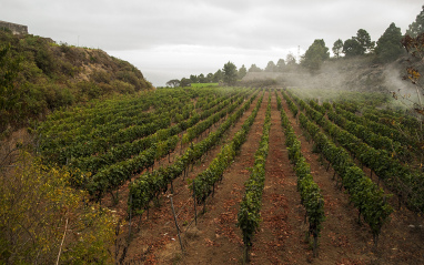 Finca la Vizcondesa (viñedo de Baboso negro)