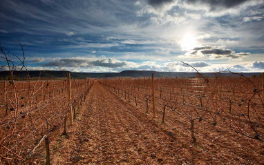 Viñedo de Vega Sicilia en invierno