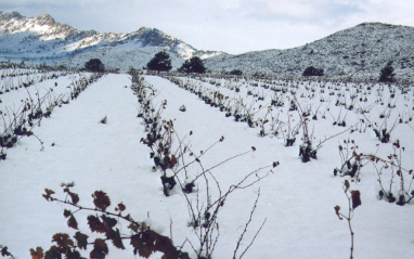 Viñedos nevados