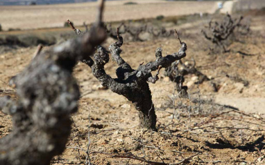 Viñedos de Atalaya en primer plano