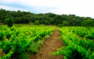 Viñedos en suelos graníticos