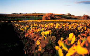 Viñedo en otoño