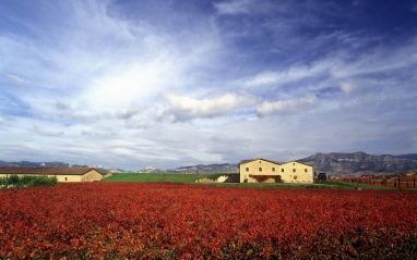 Panorámica de viñedos