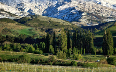 Viñedo a los pies de las montañas