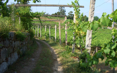 Viñedos en pérgola