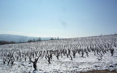 Viñas en invierno