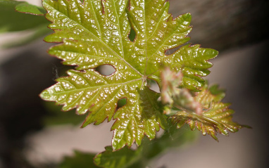 Detalle de la planta