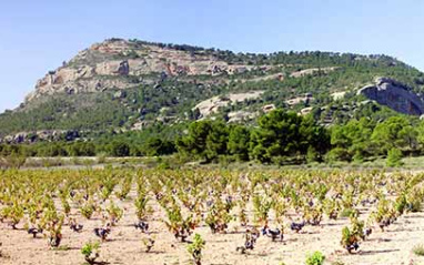 Panorámica de los viñedos 