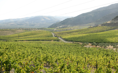 Vista de Viñedos