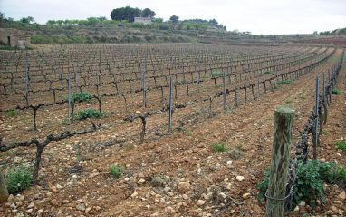 Viñedo de Trepat en invierno