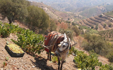 Viñedos de Botani, que se trabajan con fuerza animal