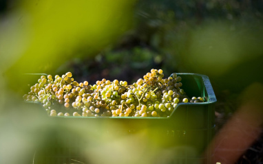 Albariño recién vendimiada