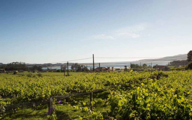 Viñas de Attis con la cosecha avanzada