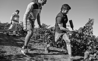 Los chicos de Vintae corriendo en sus viñas