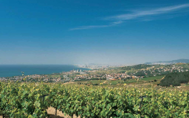 Panorámica viñedos con la costa al fondo