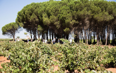 Paraje de Bodegas Volver