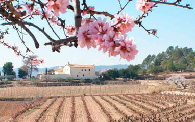 Paisaje del Penedés