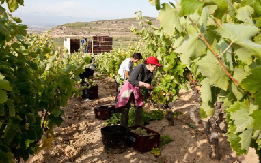 Vendimia de variedades blancas