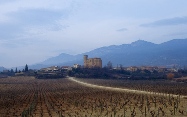 Viñedos en invierno